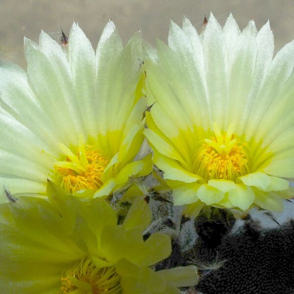 Astrophytum myriostigma Floare