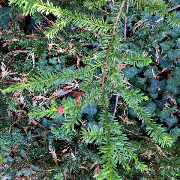 Taxus canadensis Hostoa