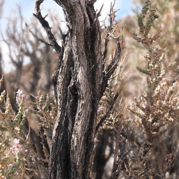 Aloysia deserticola Bark