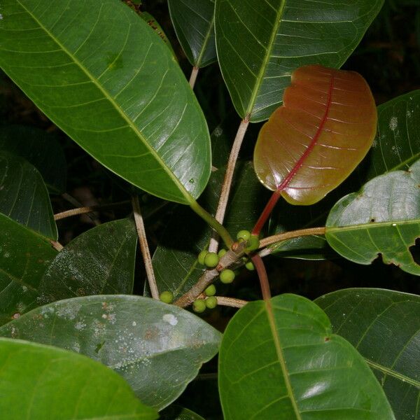 Ficus citrifolia Облик