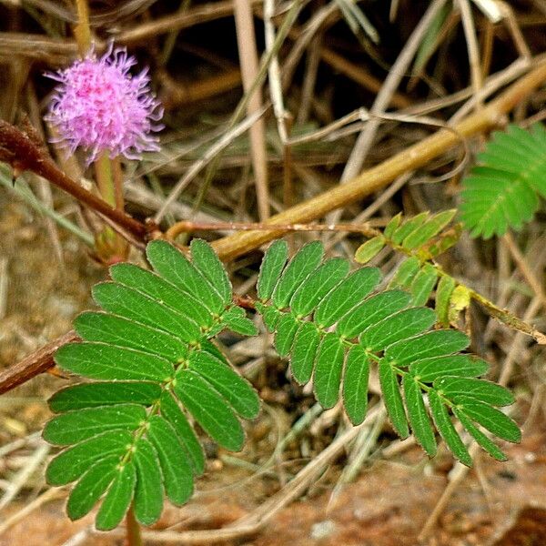 Mimosa pudica Yaprak