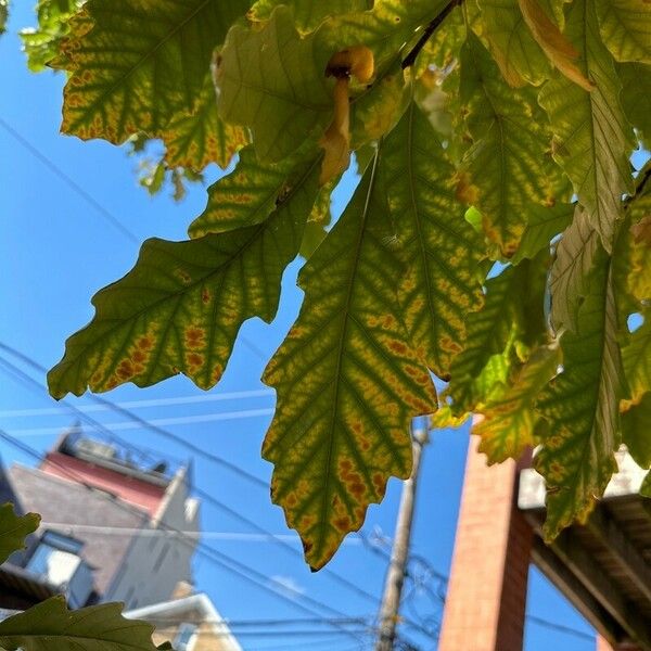 Quercus bicolor Frunză