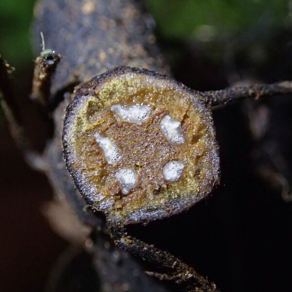 Thelypteris interrupta Alia