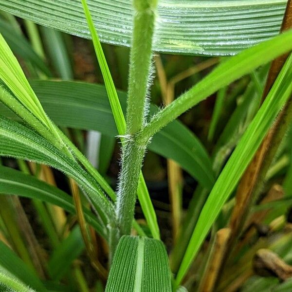 Setaria palmifolia बार्क (छाल)