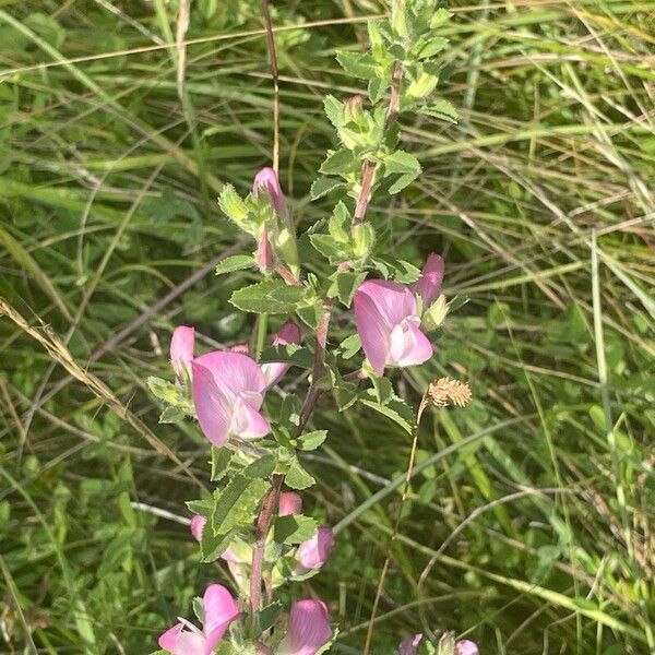 Ononis spinosa Flower