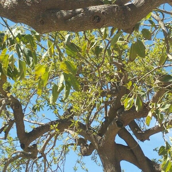 Ceiba speciosa Blad