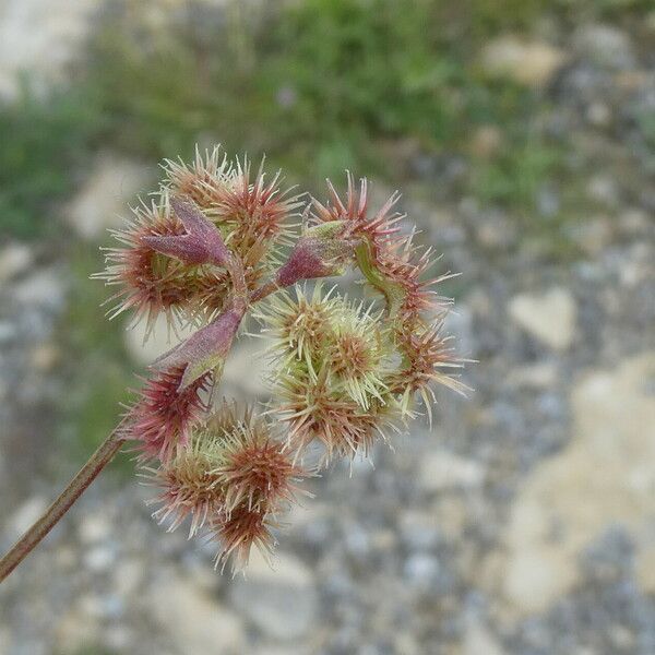 Scorpiurus muricatus Fruit