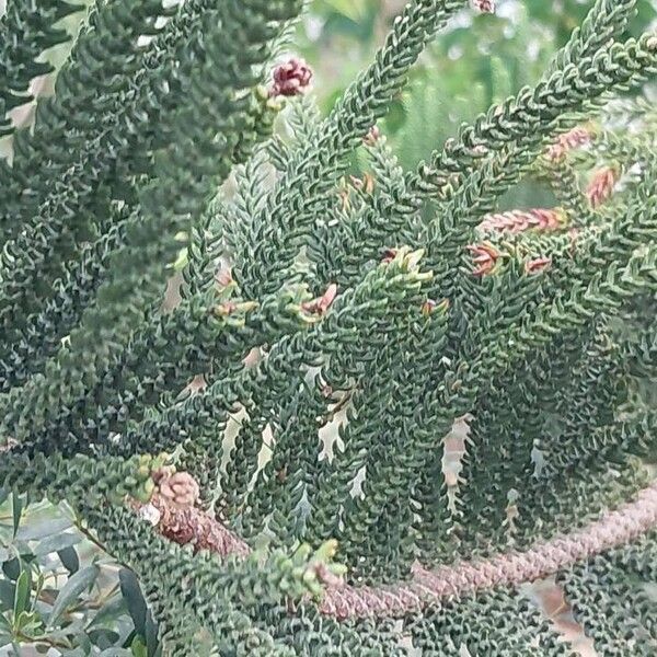 Araucaria scopulorum 葉