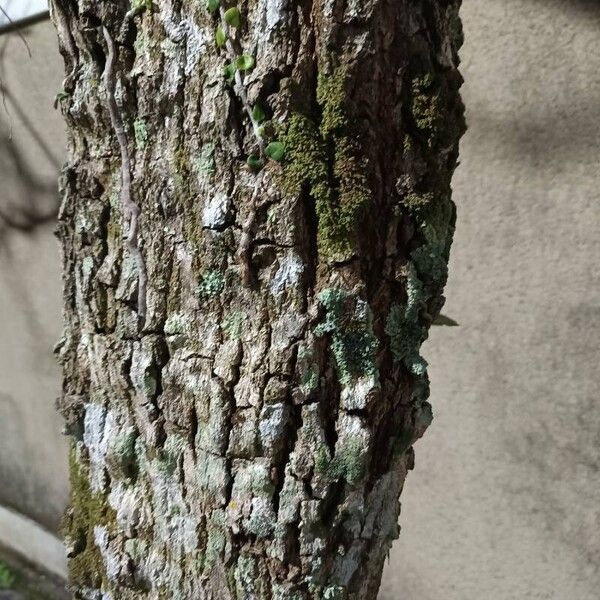 Bark