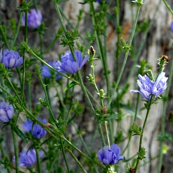 Cichorium endivia Other