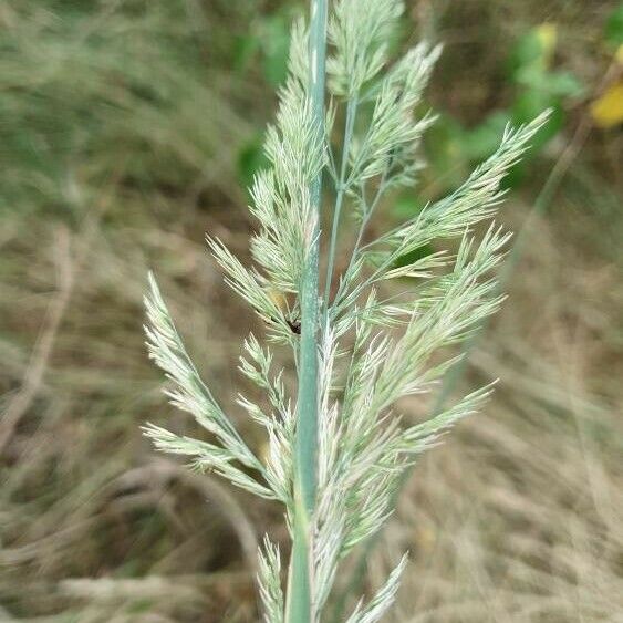 Calamagrostis epigejos Flower