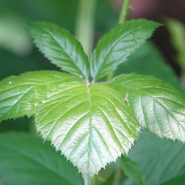 Rubus adscitus Yaprak