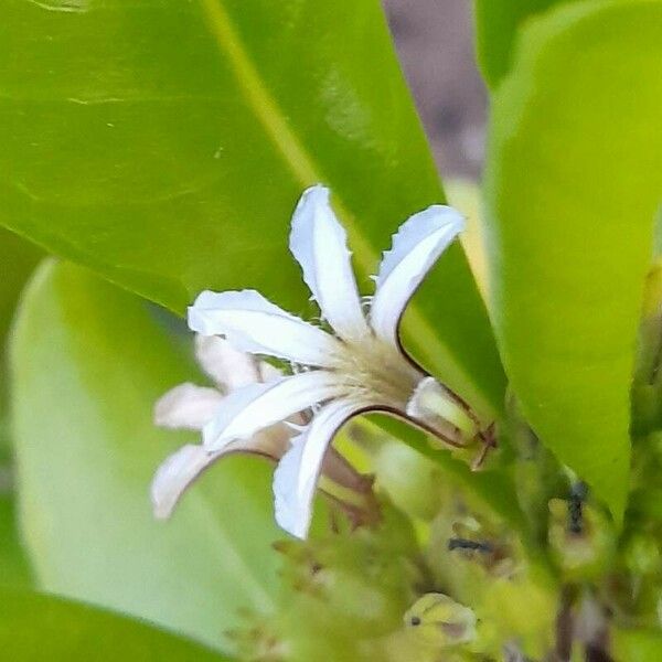 Scaevola taccada Blüte