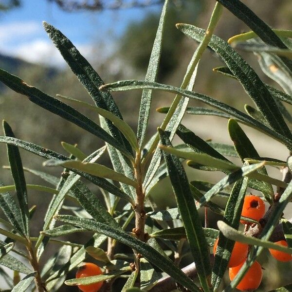 Hippophae rhamnoides Arall