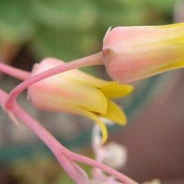 Echeveria colorata Cvet