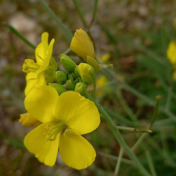 Diplotaxis tenuifolia Floro