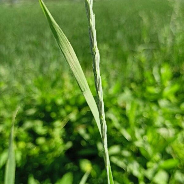 Elymus repens موطن