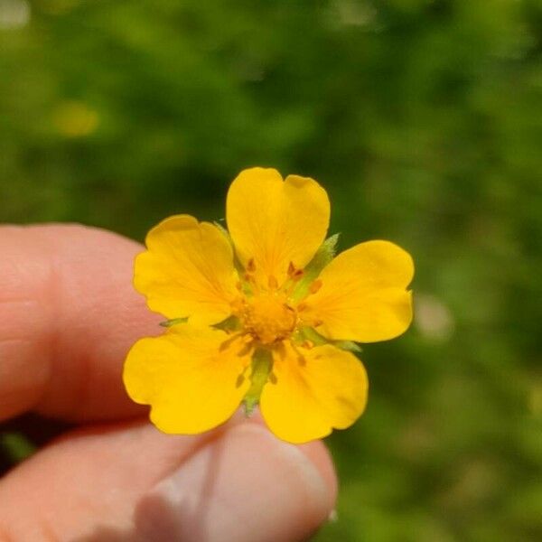 Potentilla aurea Fleur