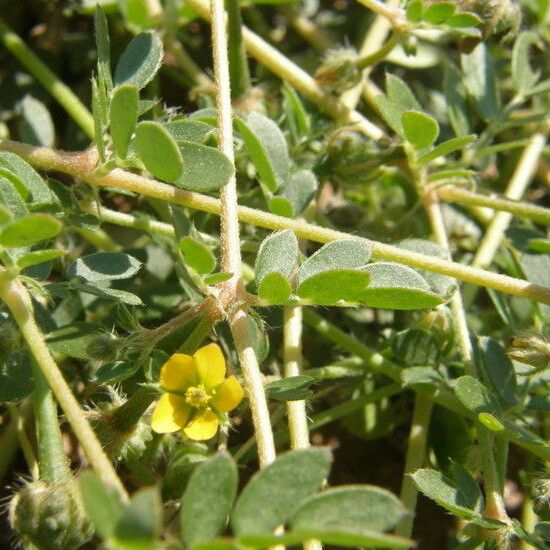 Kallstroemia californica Celota