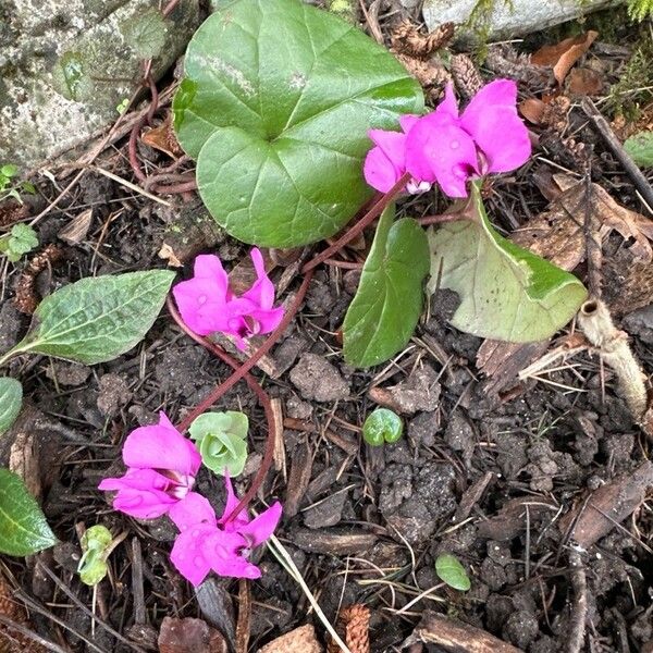 Cyclamen coum Hábito