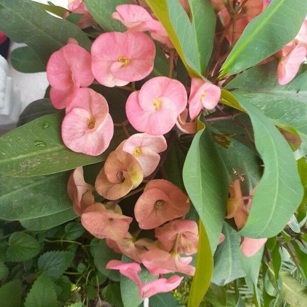 Euphorbia milii Fleur