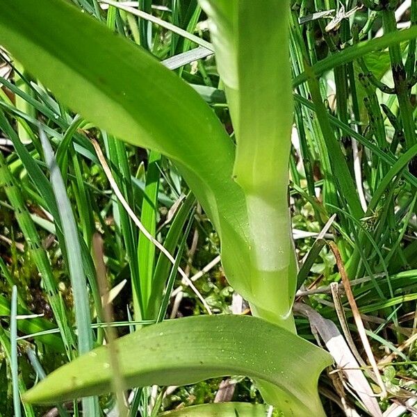 Dactylorhiza incarnata Φύλλο