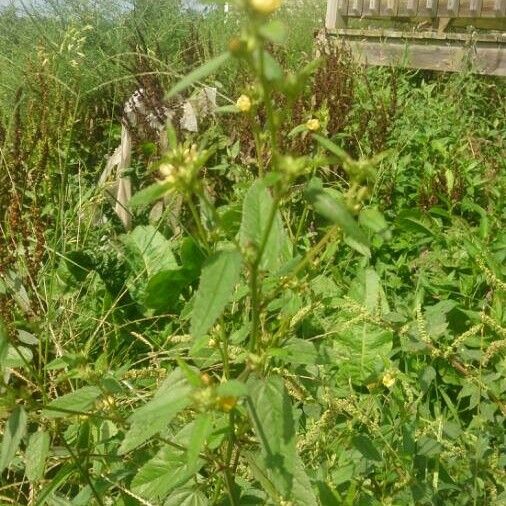 Sida spinosa Flower