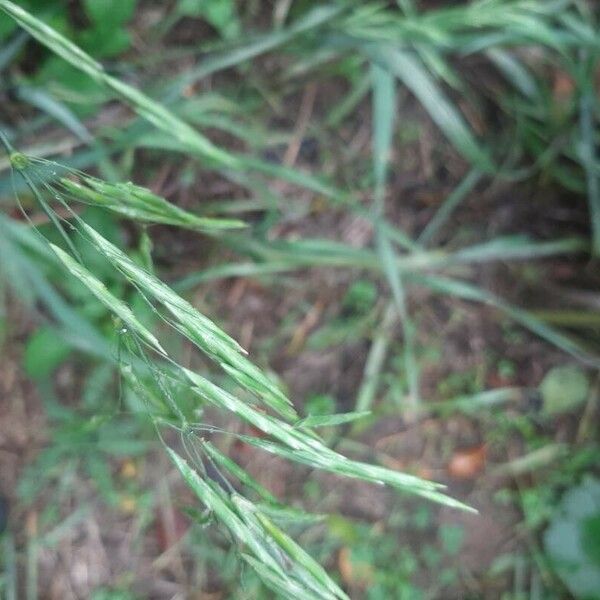 Bromus inermis Fruit