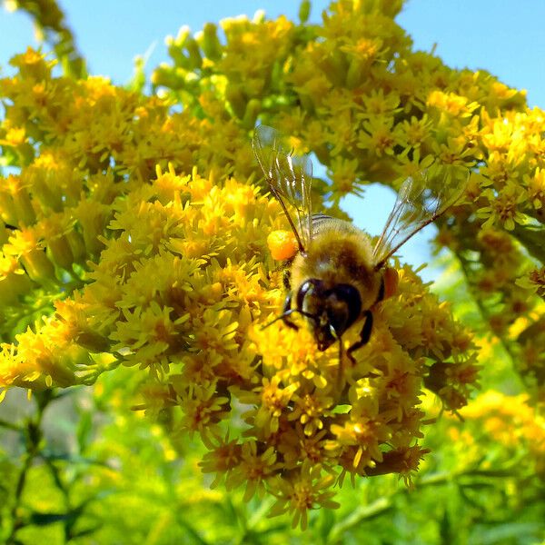 Solidago canadensis 花