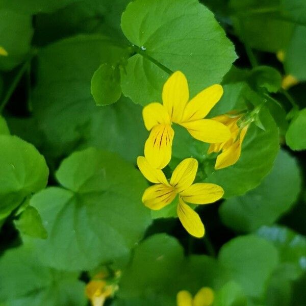 Viola biflora Λουλούδι