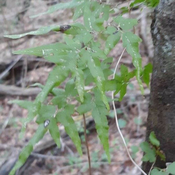 Lygodium japonicum Ліст