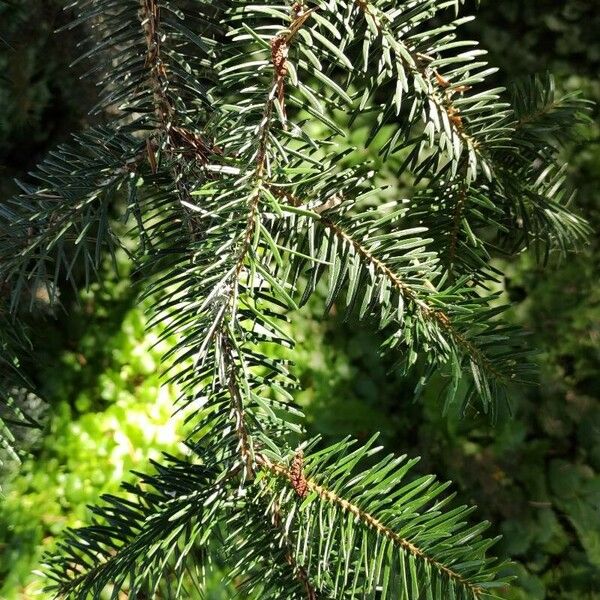 Abies cephalonica Blatt