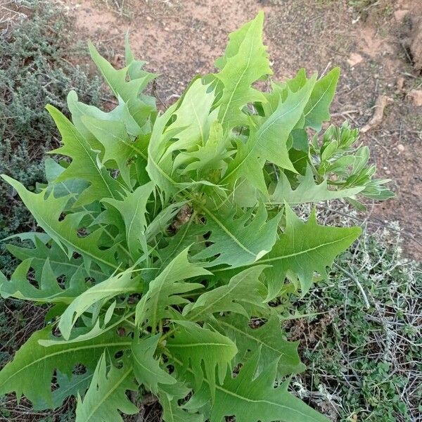 Sonchus pinnatifidus 葉