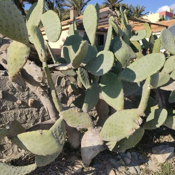 Opuntia ficus-indica Листок