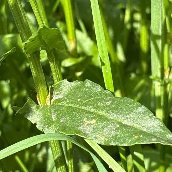 Rumex thyrsiflorus List