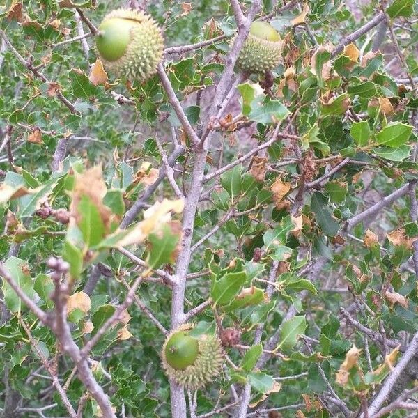 Quercus coccifera Fruit