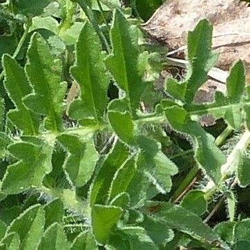 Papaver rhoeas Лист