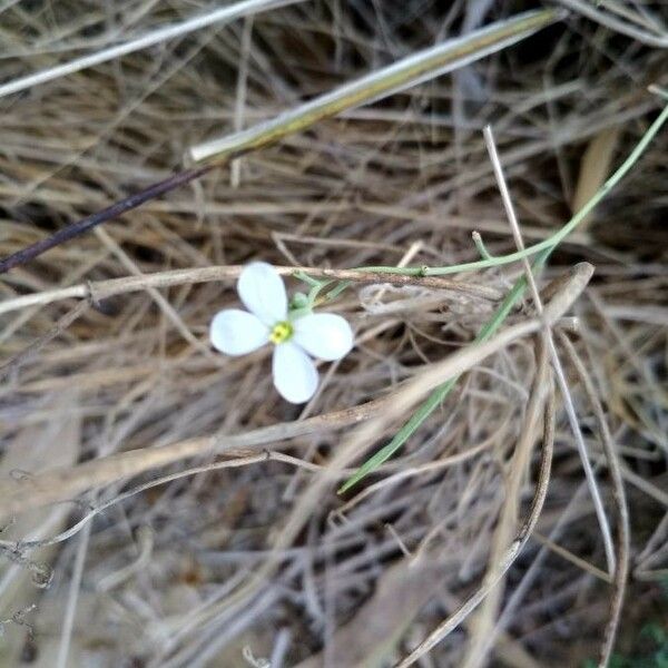 Crambe filiformis Кветка