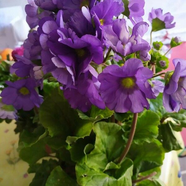 Primula obconica Fiore