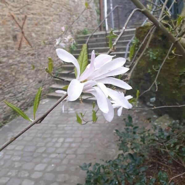 Magnolia stellata फूल