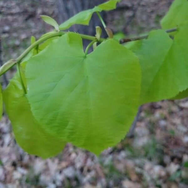 Tilia americana Leaf