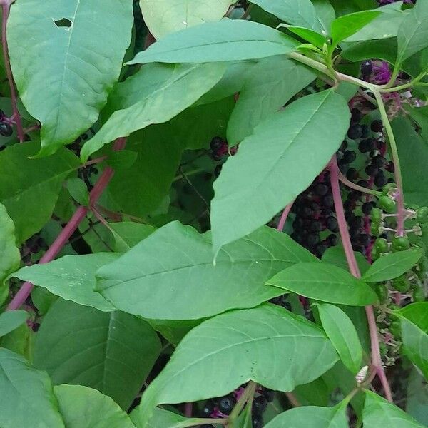 Phytolacca americana ഇല