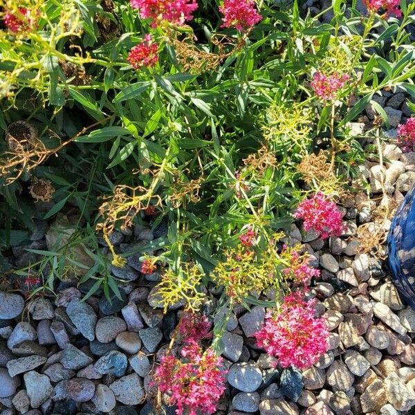 Valeriana lecoqii Flor