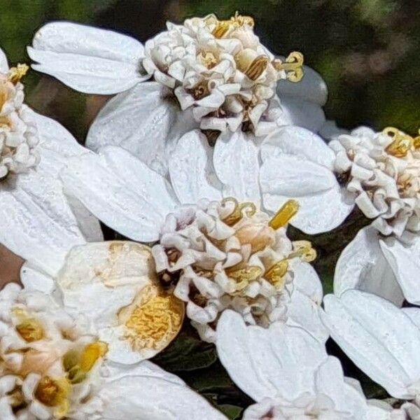 Achillea erba-rotta Квітка