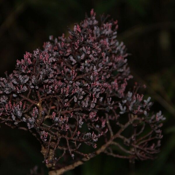 Parasitaxus usta Flower