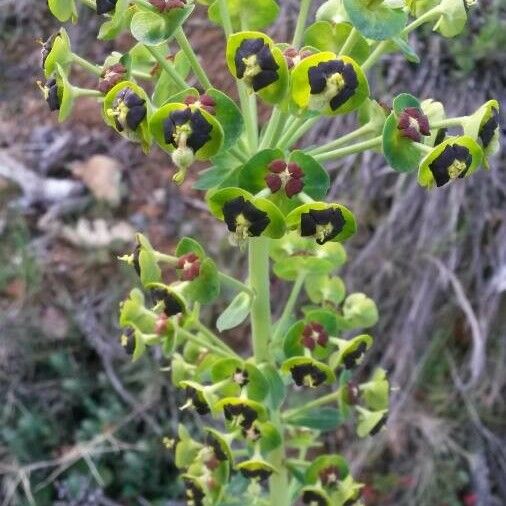 Euphorbia characias Blodyn