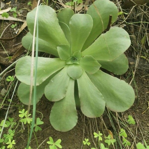 Aeonium canariense Foglia