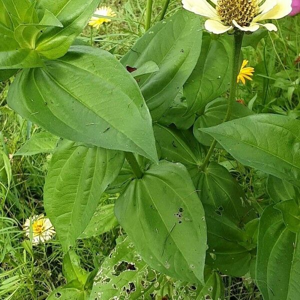 Zinnia elegans Liść