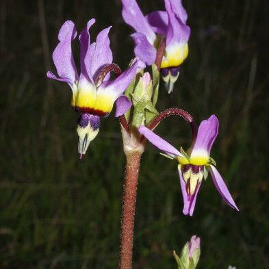 Primula clevelandii Цветок