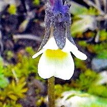 Viola kitaibeliana Flor